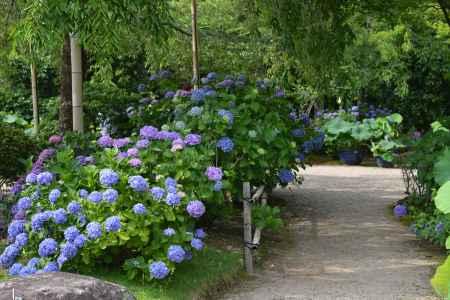 法金剛院　紫陽花連なる道