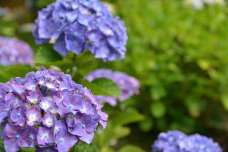 法金剛院　凛として紫陽花