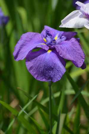 梅宮大社　色濃く花菖蒲