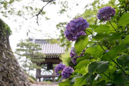 善峯寺　鐘とアジサイ