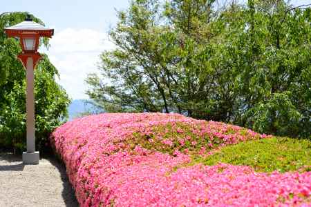 善峯寺　ツツジ並ぶ