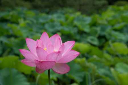 一面の蓮の葉と咲く花