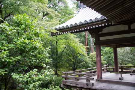 緑に包まれる法金剛院