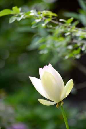 凛として咲く白の花