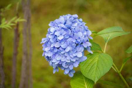 法金剛院　紫陽花１