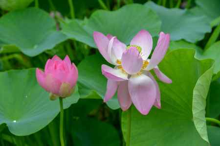 蓮の花　追いかけっこ