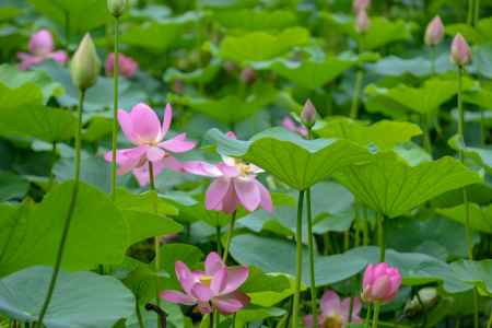 京都府立植物園　蓮華