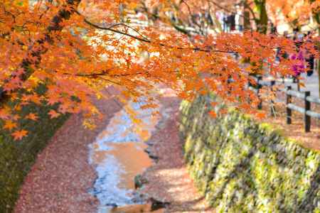 紙屋川　紅葉のせせらぎ