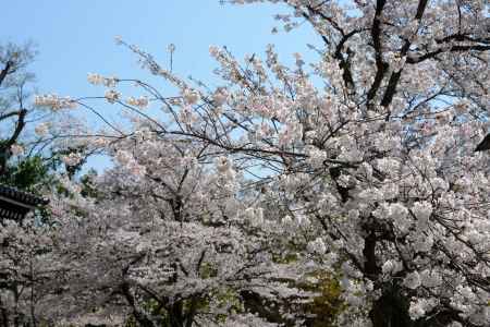 桜一面