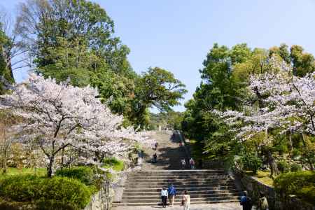 知恩院　男坂の桜