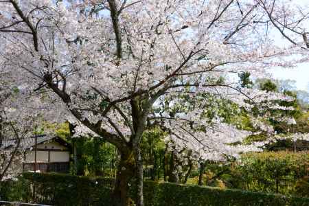 満開の桜