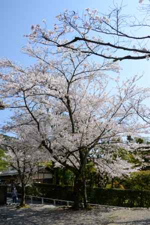 青空と桜