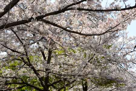 白川沿の桜