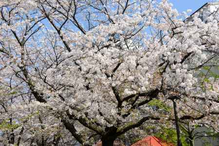 満開の白川桜
