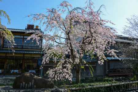 祇園の空と桜