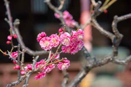 勝龍寺　梅の香ほのか