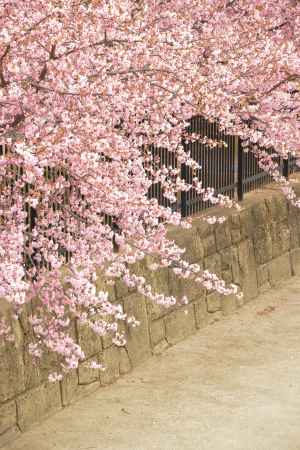 淀水路の河津桜2