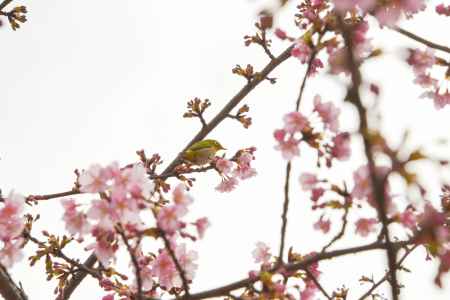 淀水路の河津桜4