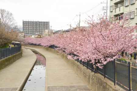 淀水路の河津桜5