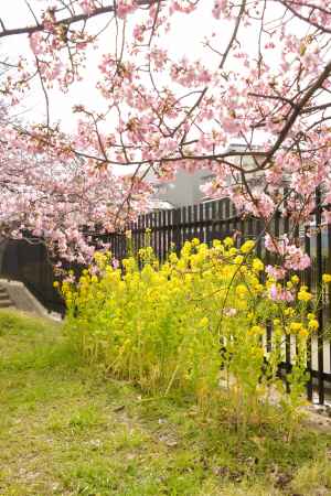 淀水路の河津桜と菜の花