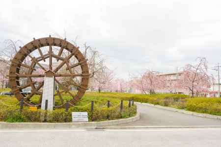 淀の水車と桜