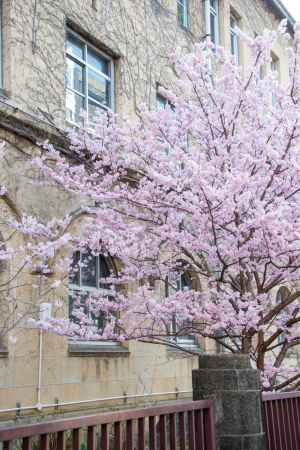 旧成徳中学校春めき桜6