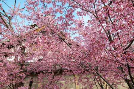 長徳寺の早咲き桜