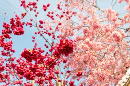 長徳寺　紅とピンク