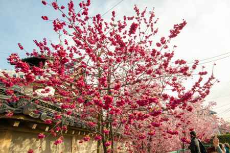 長徳寺　寒緋桜