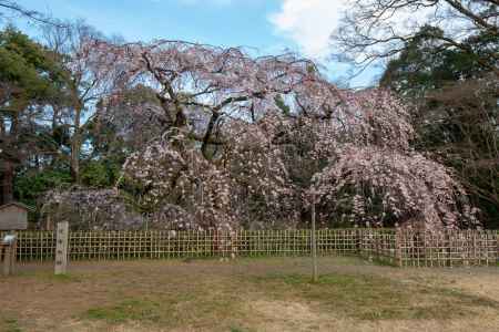 京都御苑　近衛邸跡の枝垂れ桜4