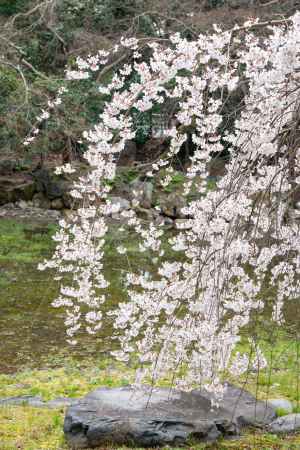 京都御苑　近衛邸跡の枝垂れ桜3/16-1