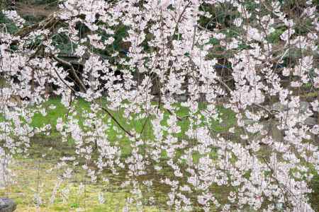 京都御苑　近衛邸跡の枝垂れ桜3/16-3