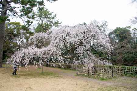 京都御苑　近衛邸跡の枝垂れ桜3/16-4