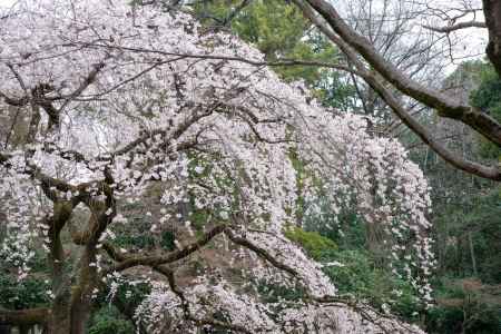 京都御苑　近衛邸跡の枝垂れ桜3/16-5