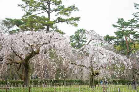 京都御苑　近衛邸跡の枝垂れ桜3/16-6