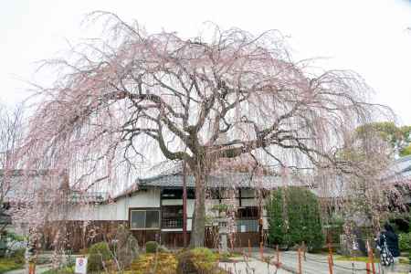 本満寺　もう一息