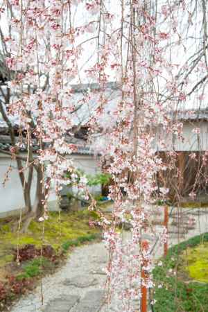 本満寺　桜ちらほら