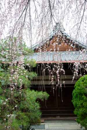 本満寺　松と桜