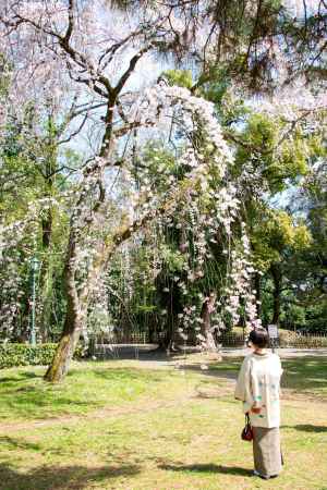 京都御苑　近衛邸跡の枝垂れ桜3/17-2