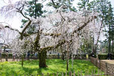 京都御苑　近衛邸跡の枝垂れ桜3/17-3