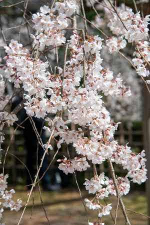 京都御苑　近衛邸跡の枝垂れ桜3/17-5