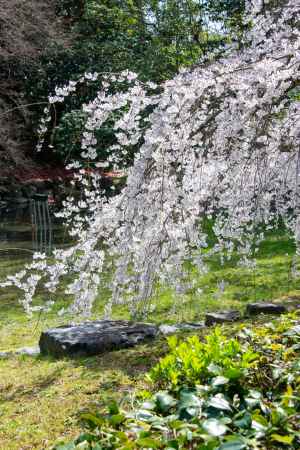 京都御苑　近衛邸跡の枝垂れ桜3/17-7