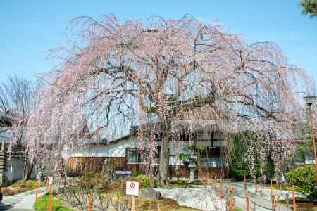 本満寺　3月17日の桜1