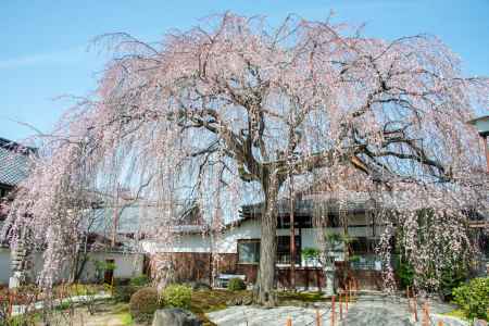 本満寺　3月17日の桜2