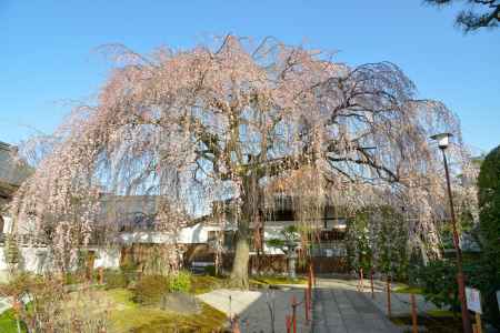 本満寺　3月18日の桜1