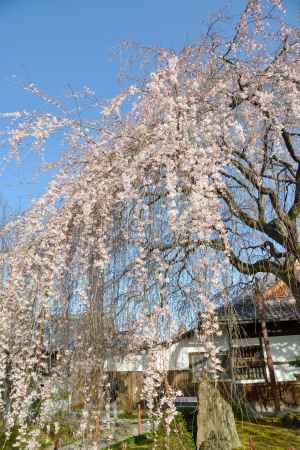 本満寺　3月18日の桜3
