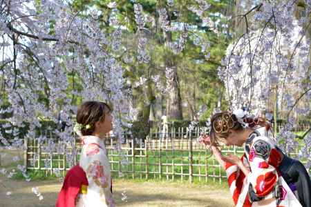 京都御苑　近衛邸跡の枝垂れ桜3/18-5