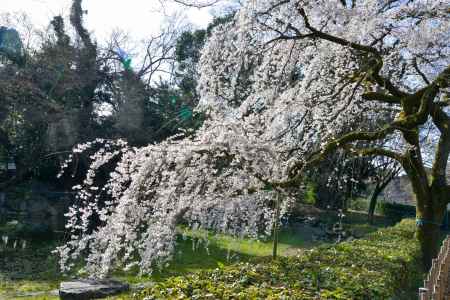 京都御苑　近衛邸跡の枝垂れ桜3/18-8