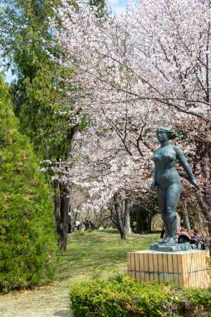 京都府立植物園　銅像とサクラ