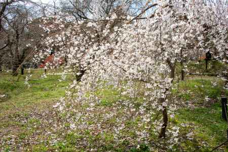 京都府立植物園　そろそろ春です